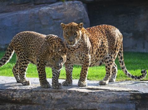 interiores-animal-bioparc-valencia-leopardo-01